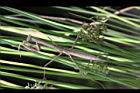 燈心草-螳螂1.jpg