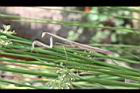 燈心草-螳螂3.jpg