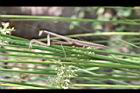 燈心草-螳螂4.jpg