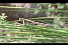 燈心草-螳螂5.jpg