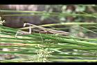 燈心草-螳螂6.jpg