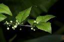 燈稱花-雄花苞02.JPG