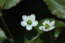 燈稱花-雌花01.JPG