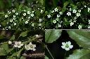 燈稱花-雌花1.jpg