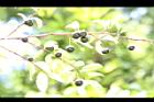 燈稱花-實15.JPG