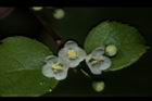 燈稱花-雄花00.JPG