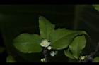 燈稱花-雄花02.JPG