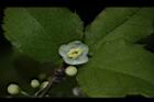 燈稱花-雄花03.JPG
