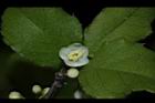 燈稱花-雄花04.JPG