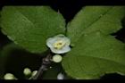 燈稱花-雄花05.JPG