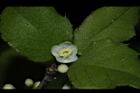 燈稱花-雄花06.JPG