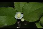 燈稱花-雄花08.JPG