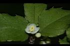 燈稱花-雄花09.JPG