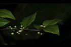 燈稱花-雄花苞00.JPG