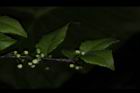 燈稱花-雄花苞01.JPG