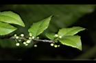 燈稱花-雄花苞03.JPG