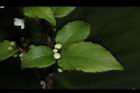 燈稱花-雄花苞04.JPG