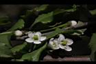 燈稱花-雌花03.JPG