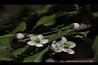 燈稱花-雌花04.JPG