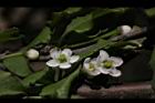 燈稱花-雌花05.JPG