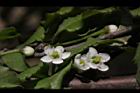 燈稱花-雌花06.JPG