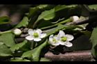 燈稱花-雌花07.JPG