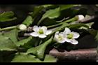 燈稱花-雌花08.JPG