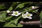燈稱花-雌花09.JPG