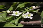 燈稱花-雌花10.JPG