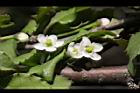 燈稱花-雌花11.JPG