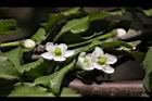 燈稱花-雌花12.JPG