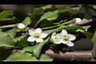 燈稱花-雌花13.JPG