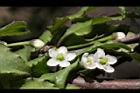 燈稱花-雌花14.JPG