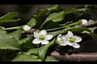 燈稱花-雌花15.JPG