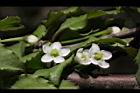 燈稱花-雌花16.JPG