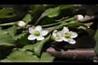 燈稱花-雌花17.JPG