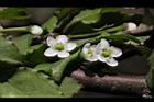 燈稱花-雌花18.JPG