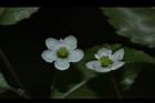 燈稱花-雌花19.JPG