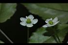 燈稱花-雌花20.JPG