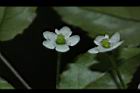 燈稱花-雌花21.JPG