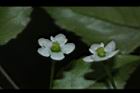 燈稱花-雌花22.JPG