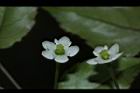 燈稱花-雌花23.JPG