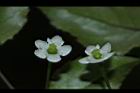 燈稱花-雌花24.JPG