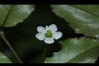 燈稱花-雌花25.JPG