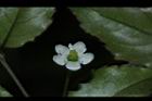 燈稱花-雌花26.JPG