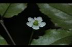 燈稱花-雌花27.JPG