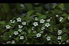 燈稱花-雌花序02.JPG