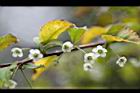 燈稱花-雌花序06.jpg