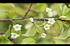 燈稱花-雌花序08.jpg