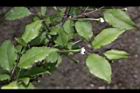 燈稱花-雌花梗1.JPG